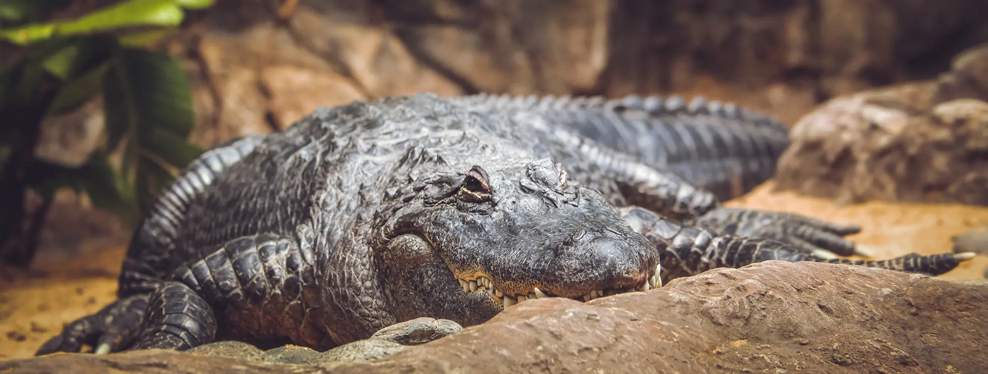 a crocodile lying on rocks | Top Web Design Agency